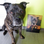 Der Hauptmann - Petfy Portrait Gemälde Tierportrait Hundeportrait Katzenportrait in Kleidung Uniform Anzug historisch klassisch adelig Barock Renaissance Haustierportrait in Kleidung nach Foto Fotovorlage auf Leinwand mit Holzrahmen gedruckt personalisierte Geschenkidee Haustier Haustierbesitzer Hund Katze Pferdeliebhaber Erinnerung Andenken Beileid an verstorbenen Hund Katze Haustier in Kleidung Uniform Haustierkunst Haustiergemälde Haustier gemalt