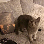 Der Feldwebel - Petfy Portrait Gemälde Tierportrait Hundeportrait Katzenportrait in Kleidung Uniform Anzug historisch klassisch adelig Barock Renaissance Haustierportrait in Kleidung nach Foto Fotovorlage auf Leinwand mit Holzrahmen gedruckt personalisierte Geschenkidee Haustier Haustierbesitzer Hund Katze Pferdeliebhaber Erinnerung Andenken Beileid an verstorbenen Hund Katze Haustier in Kleidung Uniform Haustierkunst Haustiergemälde Haustier gemalt