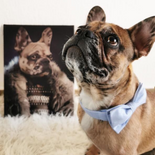 Dschingis Khan - Petfy Portrait Gemälde Tierportrait Hundeportrait Katzenportrait in Kleidung Uniform Anzug historisch klassisch adelig Barock Renaissance Haustierportrait in Kleidung nach Foto Fotovorlage auf Leinwand mit Holzrahmen gedruckt personalisierte Geschenkidee Haustier Haustierbesitzer Hund Katze Pferdeliebhaber Erinnerung Andenken Beileid an verstorbenen Hund Katze Haustier in Kleidung Uniform Haustierkunst Haustiergemälde Haustier gemalt