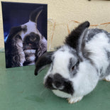 Dschingis Khan - Petfy Portrait Gemälde Tierportrait Hundeportrait Katzenportrait in Kleidung Uniform Anzug historisch klassisch adelig Barock Renaissance Haustierportrait in Kleidung nach Foto Fotovorlage auf Leinwand mit Holzrahmen gedruckt personalisierte Geschenkidee Haustier Haustierbesitzer Hund Katze Pferdeliebhaber Erinnerung Andenken Beileid an verstorbenen Hund Katze Haustier in Kleidung Uniform Haustierkunst Haustiergemälde Haustier gemalt