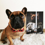 Der Ritter - Petfy Portrait Gemälde Tierportrait Hundeportrait Katzenportrait in Kleidung Uniform Anzug historisch klassisch adelig Barock Renaissance Haustierportrait in Kleidung nach Foto Fotovorlage auf Leinwand mit Holzrahmen gedruckt personalisierte Geschenkidee Haustier Haustierbesitzer Hund Katze Pferdeliebhaber Erinnerung Andenken Beileid an verstorbenen Hund Katze Haustier in Kleidung Uniform Haustierkunst Haustiergemälde Haustier gemalt