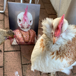 Die Gräfin - Petfy Portrait Gemälde Tierportrait Hundeportrait Katzenportrait in Kleidung Uniform Anzug historisch klassisch adelig Barock Renaissance Haustierportrait in Kleidung nach Foto Fotovorlage auf Leinwand mit Holzrahmen gedruckt personalisierte Geschenkidee Haustier Haustierbesitzer Hund Katze Pferdeliebhaber Erinnerung Andenken Beileid an verstorbenen Hund Katze Haustier in Kleidung Uniform Haustierkunst Haustiergemälde Haustier gemalt