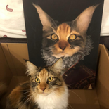 Die Prinzessin - Petfy Portrait Gemälde Tierportrait Hundeportrait Katzenportrait in Kleidung Uniform Anzug historisch klassisch adelig Barock Renaissance Haustierportrait in Kleidung nach Foto Fotovorlage auf Leinwand mit Holzrahmen gedruckt personalisierte Geschenkidee Haustier Haustierbesitzer Hund Katze Pferdeliebhaber Erinnerung Andenken Beileid an verstorbenen Hund Katze Haustier in Kleidung Uniform Haustierkunst Haustiergemälde Haustier gemalt